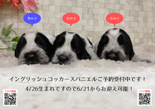 イングリッシュ・コッカー・スパニエル 犬の販売・譲渡 1206 イングリッシュコッカースパニエルの子犬3兄妹