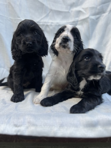 イングリッシュ・コッカー・スパニエル 犬の販売・譲渡 1209 人懐こい仔犬達!