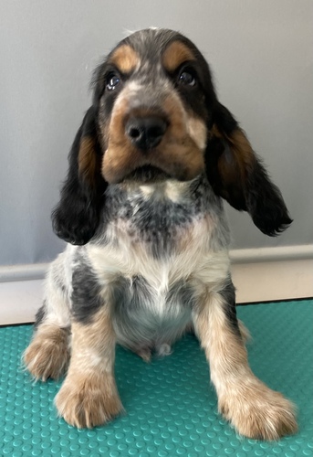 イングリッシュ・コッカー・スパニエル 犬の販売・譲渡 1214 両親良血統の可愛い男の子!