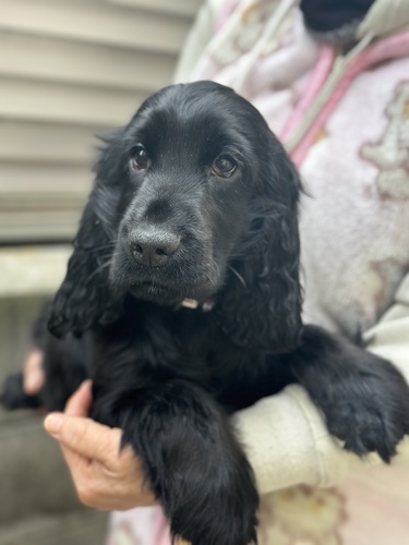 《総額表示》イングリッシュコッカースパニエル 犬の販売 1221