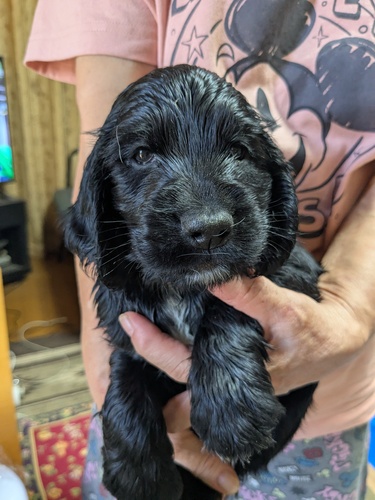 イングリッシュ・コッカー・スパニエル 犬の販売・譲渡 1224 ブラックの男の子