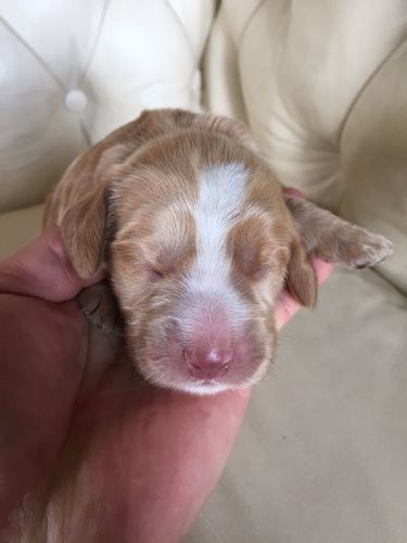 とってもかわいく元気で健康な赤ちゃんが生まれました 犬の販売 955