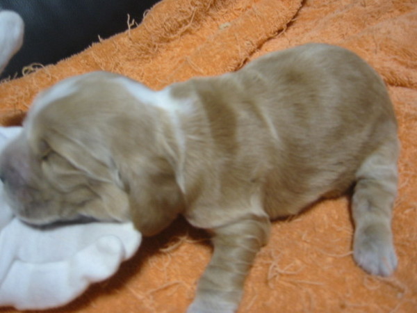 GOOD!なEコッカー仔犬・ゴールド♪ 犬の販売 963