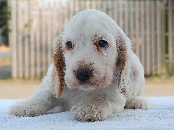 動画あり パーティー(白×オレンジ)の女の子 犬の販売 966