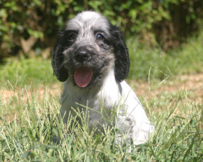 ブルーローンの男の子、可愛い顔です。 犬の販売 969