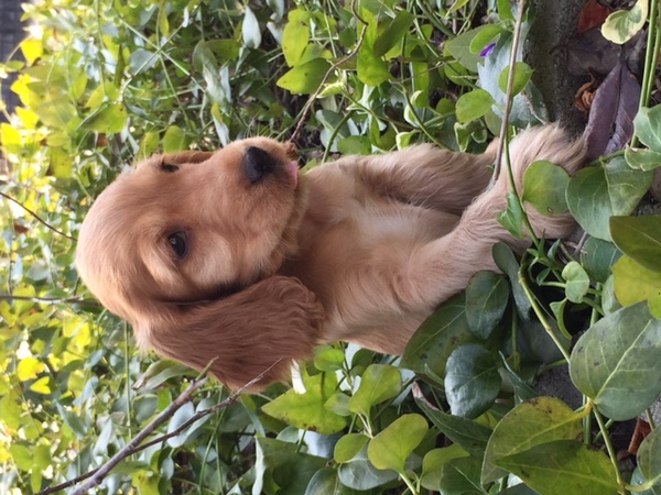 遺伝子疾患検査済!!しっぽ付!! 犬の販売 978