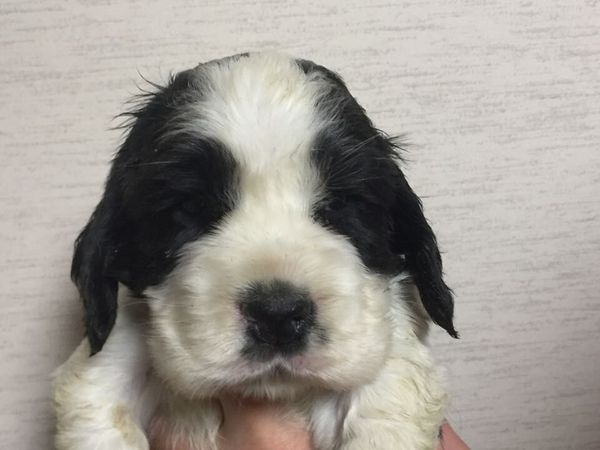 とってもかわいく元気で健康な赤ちゃんが生まれました 犬の販売 984