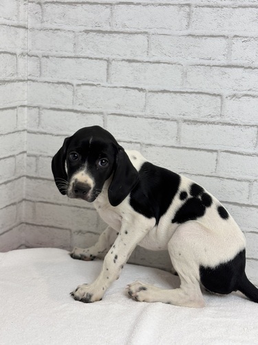 イングリッシュ・ポインター 犬の販売・譲渡 129 ブラック&ホワイト0053