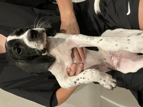 イングリッシュ・ポインター 犬の販売・譲渡 130 なかなか出逢えない英ポインターBaby