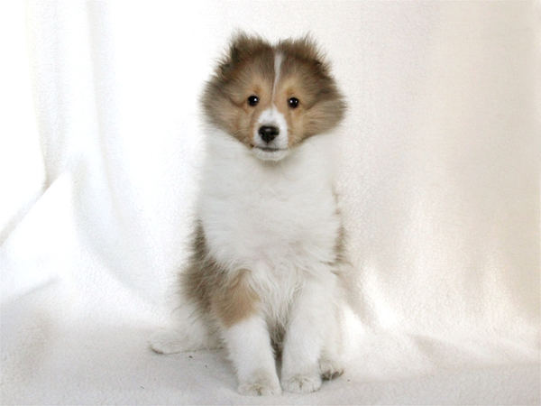 【滋賀県】ご家族決定。ありがとうございました。 犬の販売 2962