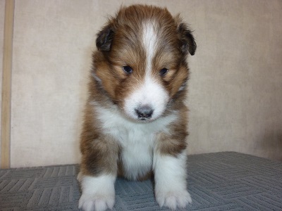 チャンピオン直子、元気に成長しております。 犬の販売 2968