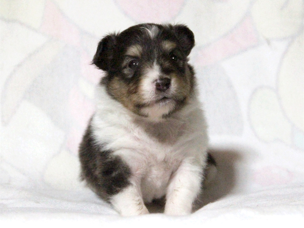 【大阪府】ご家族決定。ありがとうございました。 犬の販売 2970