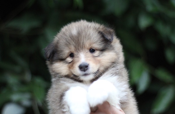 セーブルの赤ちゃん☆ 犬の販売 2972