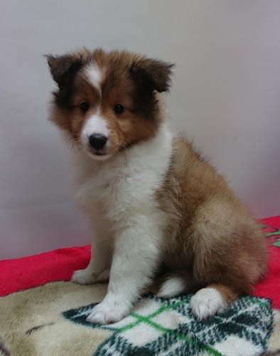 おっとりさんの女の子です‼️ 犬の販売 2985