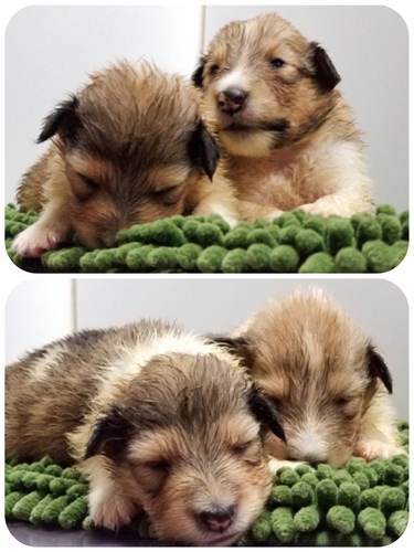 終了致しました。 犬の販売 2988
