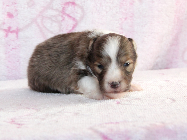 【滋賀県】父親はJKC&JCCチャンピオン犬!!! 犬の販売 2992