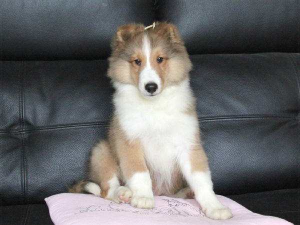ご家族が決定しました。ありがとうございました。 犬の販売 2996
