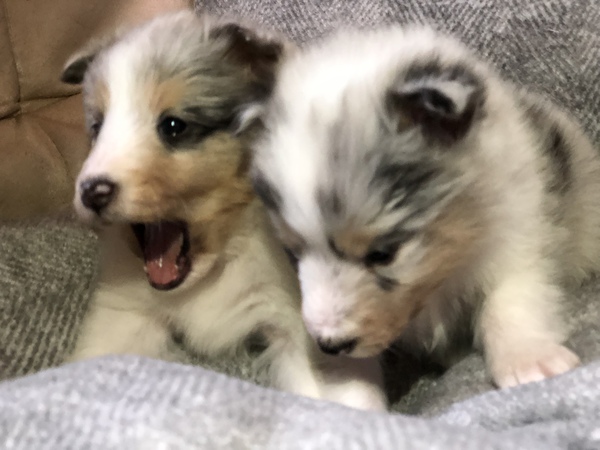 キレイなブルーマールの子犬 犬の販売 3004