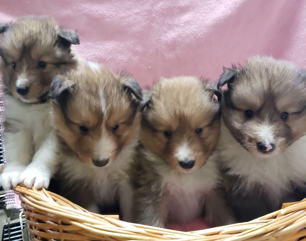 シェルティの兄妹 犬の販売 3010