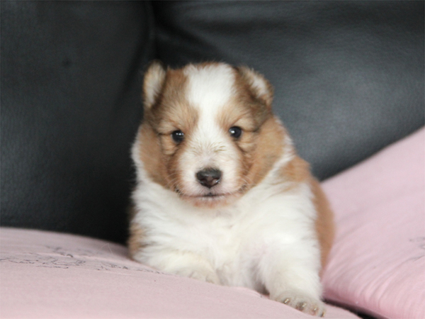 【奈良県】ご家族決定。ありがとうございました。 犬の販売 3014