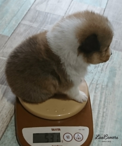 フルカラー小さな女の子 犬の販売 3017