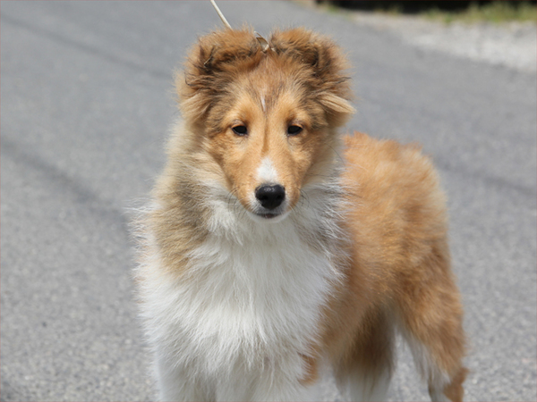 ご家族決定済 犬の販売 3018