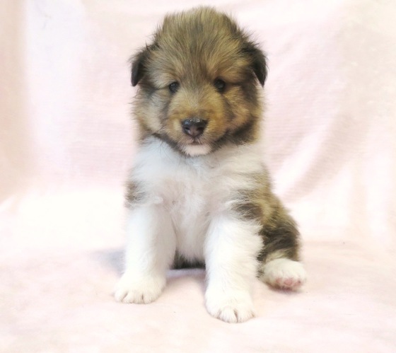 セーブルの子犬 犬の販売 3022