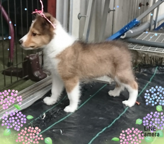 人懐っこいお茶目な子 犬の販売 3023