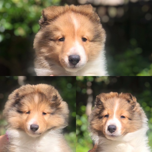 アメリカの血筋のシェルティー 犬の販売 3030
