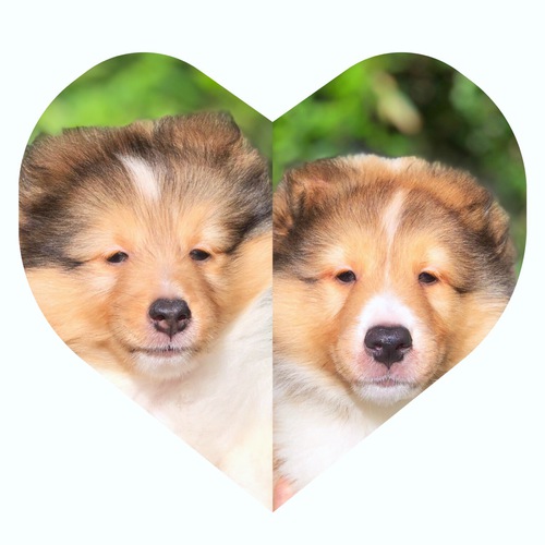 アメリカとカナダのチャンピオンの組み合わせ 犬の販売 3032