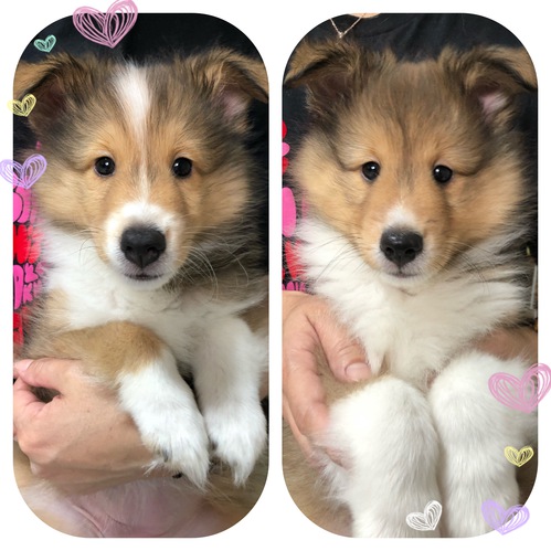 飼い主様募集してます! 犬の販売 3035