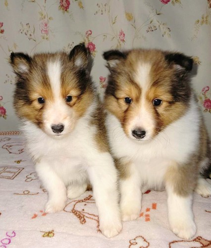 可愛いセーブルの4兄妹です。 犬の販売 3041