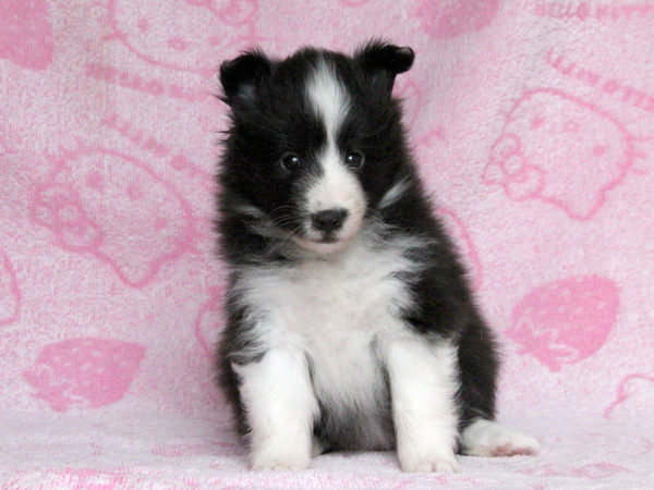【滋賀県】ご家族決定。ありがとうございました。 犬の販売 3058