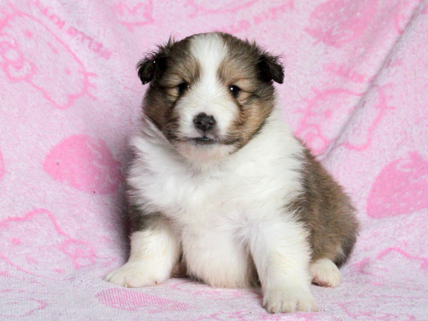 【滋賀県】ご家族決定。ありがとうございました。 犬の販売 3083