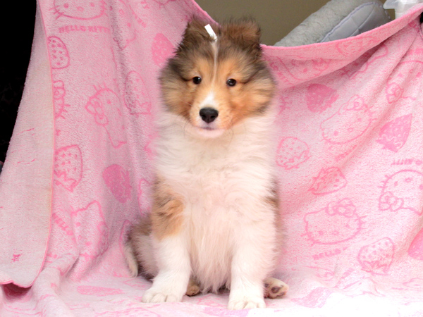 【滋賀県】ご家族決定・ありがとうございました。 犬の販売 3096