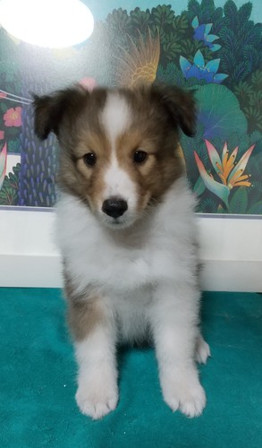 カワイイモコモコのセーブルの子犬達 犬の販売 3105