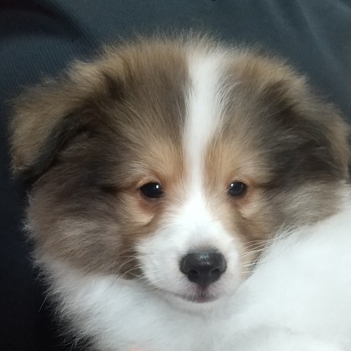 値下げ!小柄でフルカラーの5つ星の男の子 犬の販売 3113