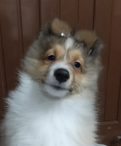 ミニシェルティーの男の子 犬の販売 3120