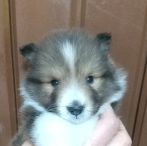 小さな可愛い姉弟です! 犬の販売 3129