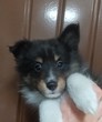 VFeB q T ~jTCYɂȂ肻... 3130