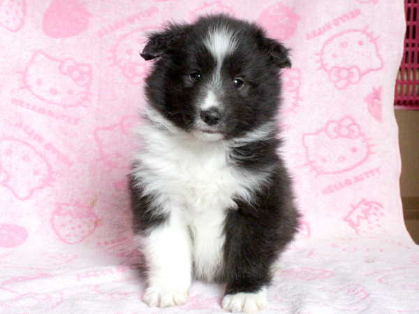 【滋賀県】ご家族決定・ありがとうございました。 犬の販売 3135