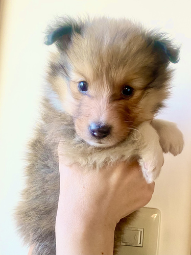 モコモコ毛の可愛い女の子 犬の販売 3143