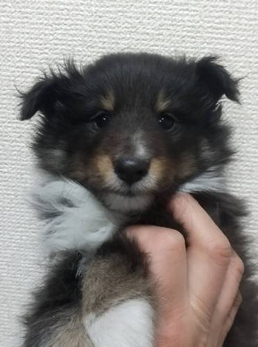 可愛さバツグン一人娘! 犬の販売 3144