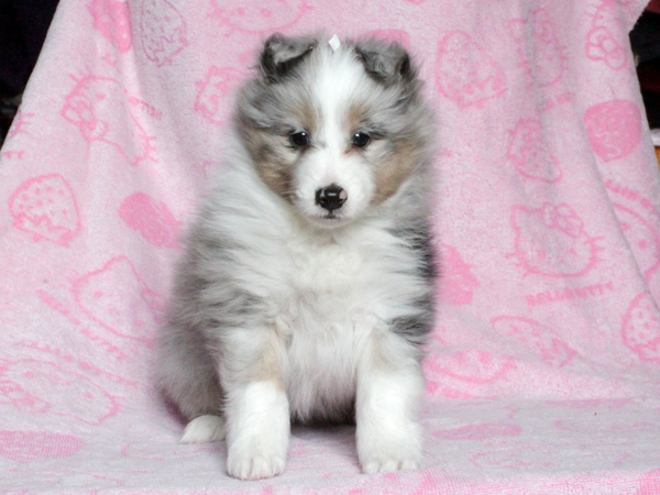 【滋賀県】優良血統☆ブルーマールとトライ男の子 犬の販売 3147