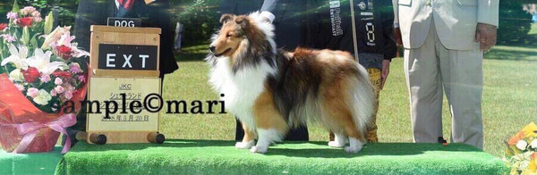成犬5才女の子可愛がってくださる方お譲りいたします 犬の販売 3148