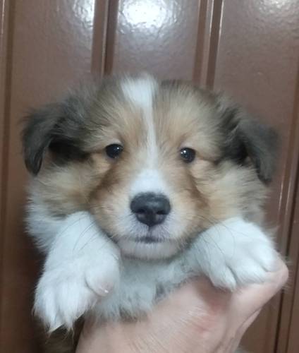 フルカラーの可愛い兄妹! 犬の販売 3153