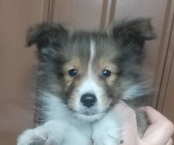 全員小振りの可愛い兄妹達! 犬の販売 3161