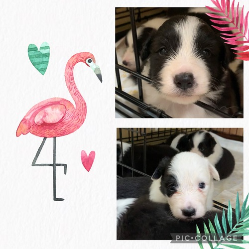 ブラック&ホワイト 犬の販売 3164