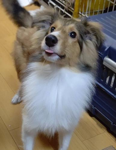 シェルティ 犬の販売・譲渡 3165 可愛いセーブルの子♪