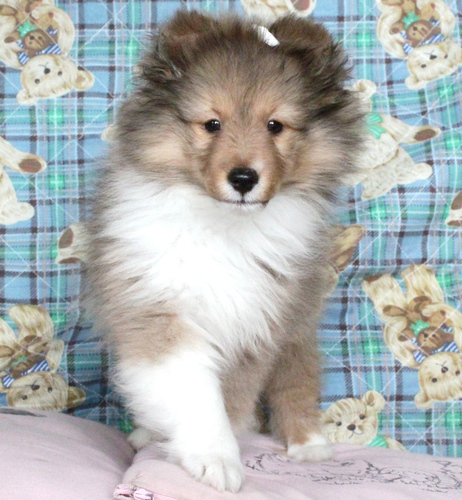 良血統・小ぶりで可愛いセーブルの姉妹 犬の販売 3169
